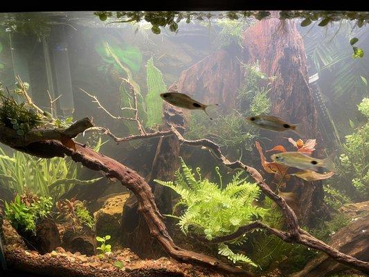 My newly designed ecosystem with 3 Filamentosa Barb, driftwood and plants. Thanks to Absolutely Fish