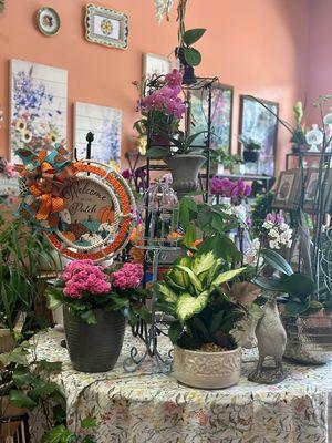 Wide selection of plants  and orchids