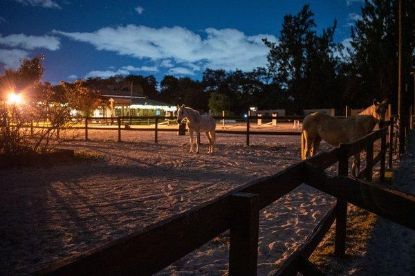 Beautiful white horses