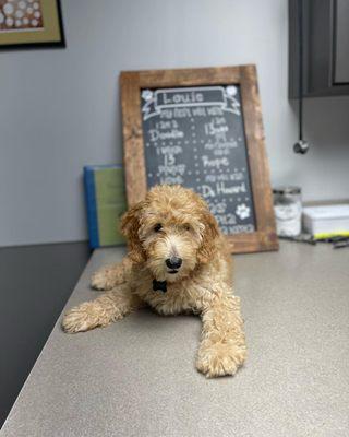 A puppy at the end of a wellness exam