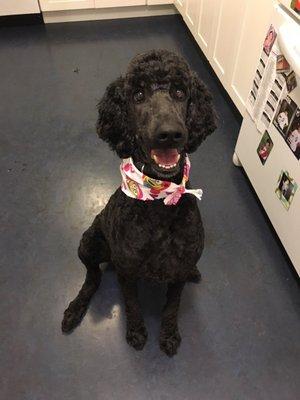 Our poodle looking very happy after a trip to Oasis Pet Spa!