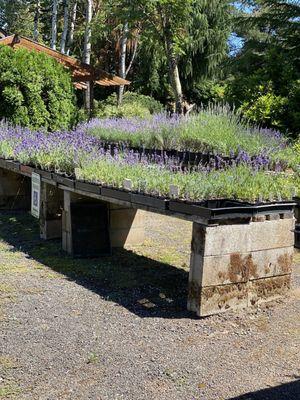 Lavender starts for sale