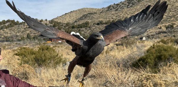 Zulu, Harris' Hawk