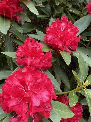 Beautiful rhododendrons at front entrance.