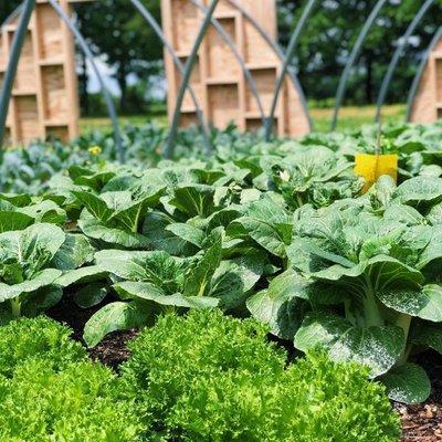 Stoney Lane Organic Farm