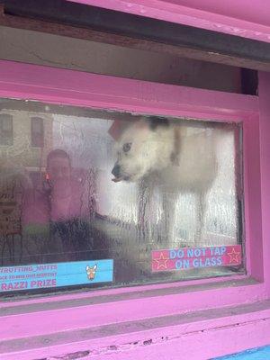 Saying goodbye to our dog upon drop off - they have a great window for pups that like to people watch.