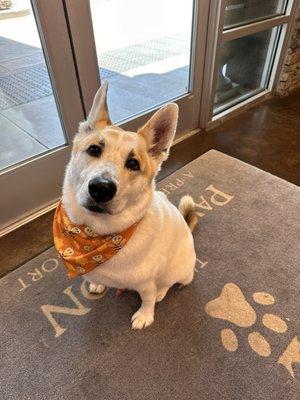 Noa post bath with his bandana from Pawington!