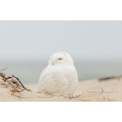 snowy owl at Smith's Point