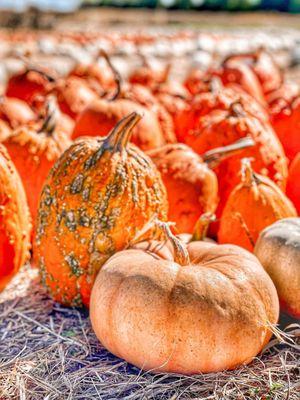 We have several different varieties of pumpkins we grow at our pumpkin patch