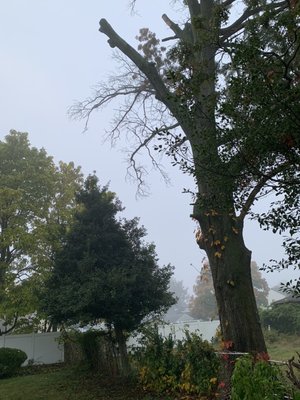 My neighbors tree had a few dead branches cut off as well as they were hanging over into my yard.