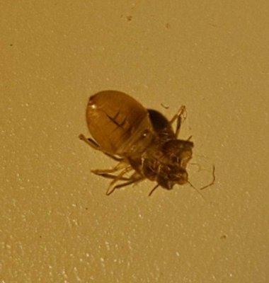 Bedbug Molting