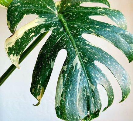 We are a Plant Shop offering a diverse selection of Houseplants....
Monstera 'Thai Constellation' is one of our favorites!