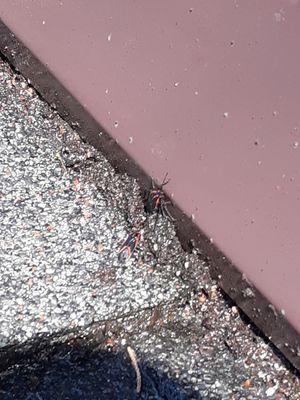 Boxelder bugs