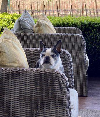 Dottie, the tasting room doggo.