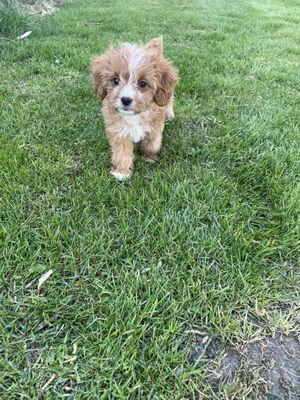 Cavapoo puppy