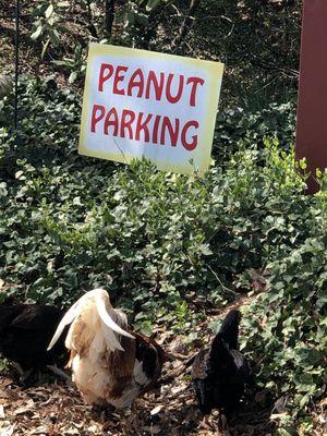 Live chickens in the peanut parking