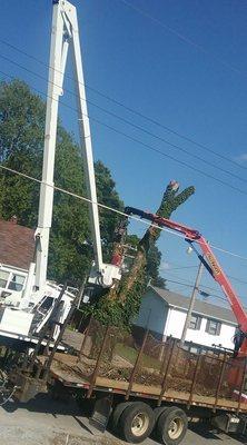 All Year Round Tree Service