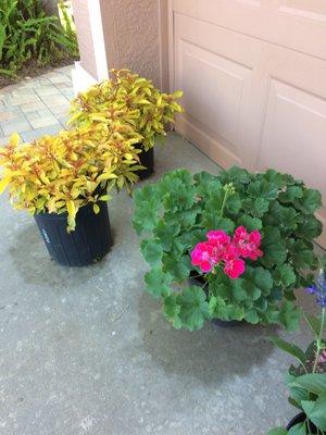 Geraniums  Lime sizzler fire bush