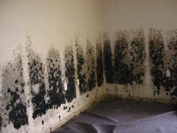 Mold Testing and Removal