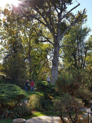 Our large Oak tree