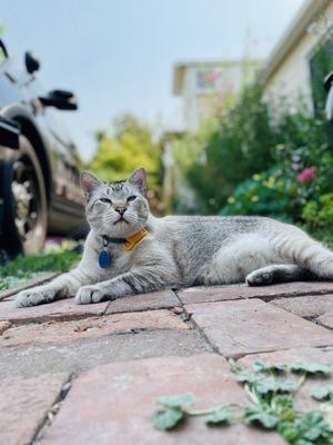 Pear Blossom Veterinary Clinic