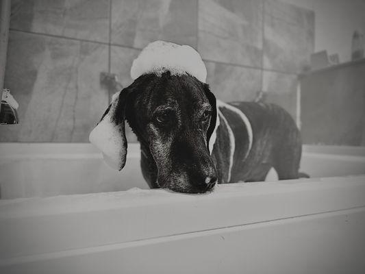 Cooper loves this spa bath!!