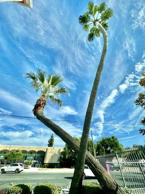 In N Out iconic crisscrossed palm trees