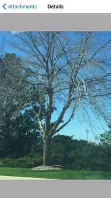 Dead ash tree before Buds removed it