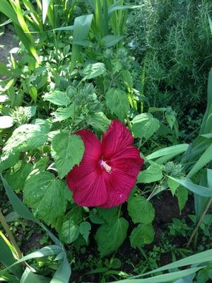 My hibiscus from old city green