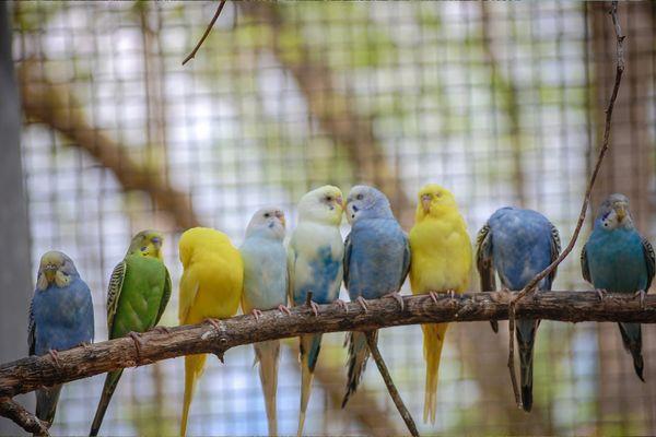 Budgies