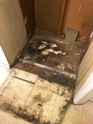 Mold found behind the fridge