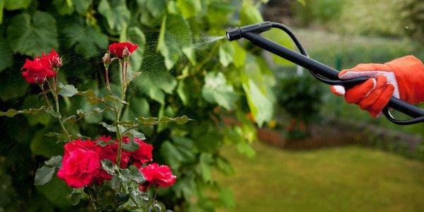 Maintain the beauty of your ornamental landscaping with our ornamental pest control.