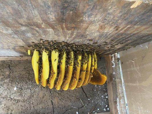 Removal of bees and honeycomb from shed floor board.