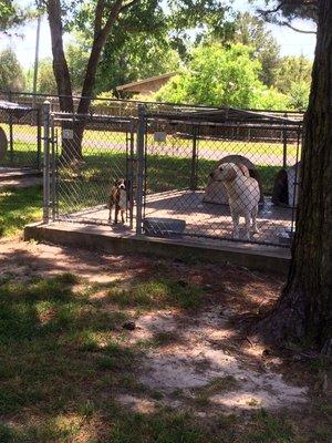 Outside "east" kennel