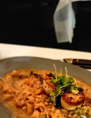 Scallop Risotto