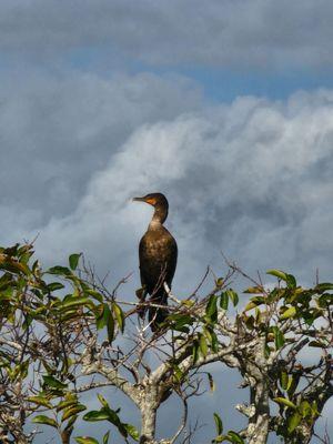 Cormorant