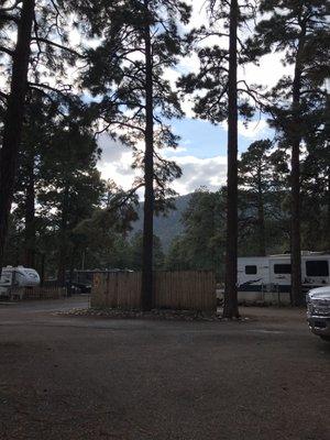 Some of the big ponderosa pines