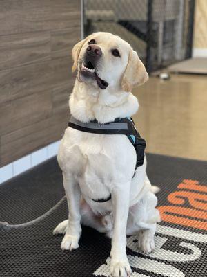 Labradors love getting baths at Petbar!