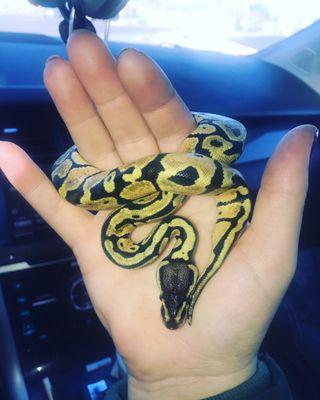 Pastel ball python