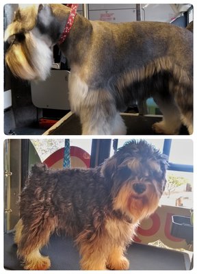 Mini Schnauzers Full Groom