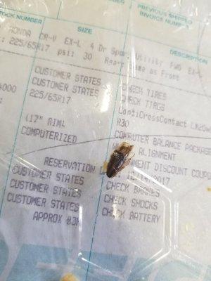 Found in chicken chaufa... roach