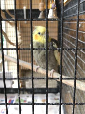 So adorable Also parakeets in other cage