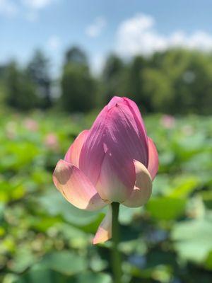 Lotus