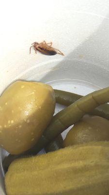 Disgusting! Found a large bug in my Bloody Mary...after I finished drinking it.