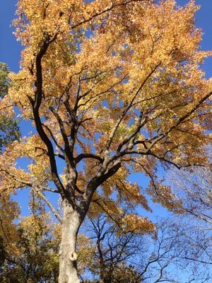 A big Sweet Gum we pruned and cabled in the evergreen. historic district