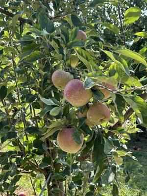 Apple orchard