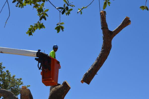 crane and tree removal