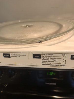 Filthy microwave with roaches, ants, and spider living INSIDE the microwave.