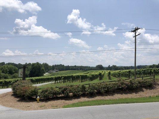 Acres of vineyards across the street