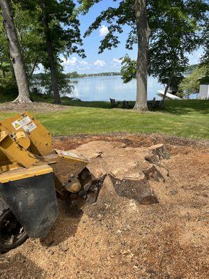 Gardner Stump Removal